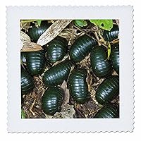3dRose Green Pill Millipede Insects, Mantadia, Madagascar-AF24 Ksc0080-Kevin Schafer-Quilt Square, 6 by 6