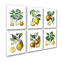 Gnosis Picture Archive Kitchen Art Decor Set of 6 Unframed Art Lemon Orange Fruit Vintage Botanical Wall Decor