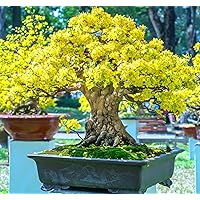 Flowering Apricot Bonsai Tree Seeds - 3 Large Seeds for Planting - Stunning Yellow Flowers and Fruit Bearing.