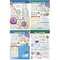 NewPath Learning - 94-7002 Chromosomes Bulletin Board Chart Set (Pack of 4)