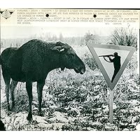 Elk Hunting - Vintage Press Photo