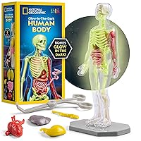 Human Body Model for Kids That Glows in The Dark - 32-Piece Interactive Anatomy Model with Bones, Organs, Muscles, Stand, Forceps & ID Chart, Anatomy and Physiology Study Tools