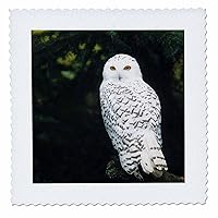 3dRose qs_95801_1 USA, Washington, Northwest Trek. Snowy Owl-US48 JME0424-John and Lisa Merrill-Quilt Square, 10 by 10-Inch