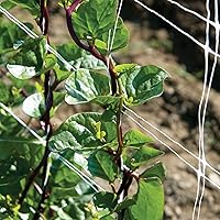 100 Seeds Red Malabar Spinach Seed,Ceylon Spinach,Climbing Spinach,GUI,Acelga Trapadora Green Non-GMO Organic Vegetable Easy Grow