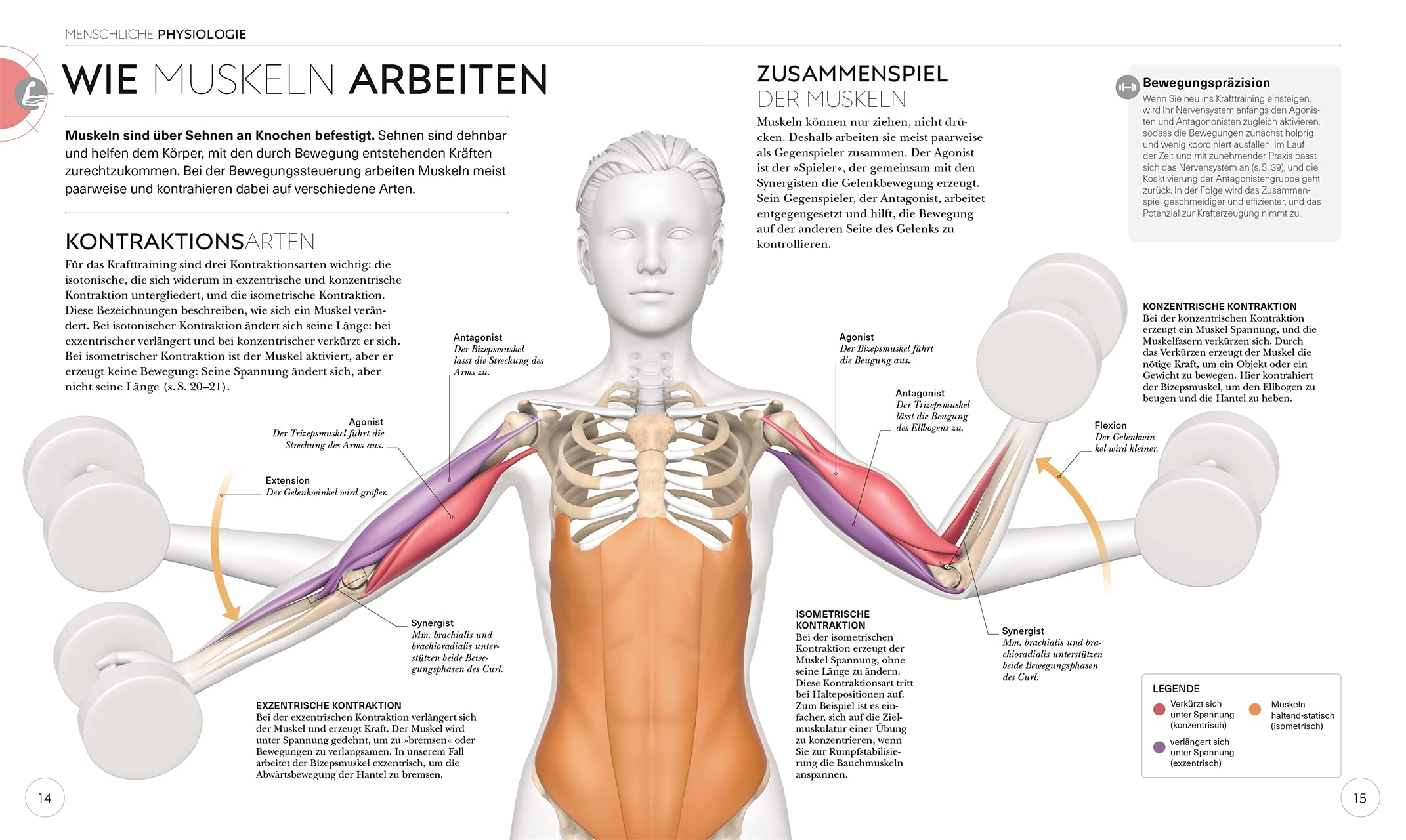 Krafttraining – Die Anatomie verstehen: Mit Übungen zum gezielten Muskelaufbau für einen definierten Körper