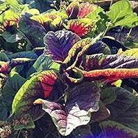 10 Gram Amaranthus Tricolor ‘Red Beauty’,Joseph's Coat,Edible Amaranth Seed Green Non-GMO Organic Vegetable High Germination Rate