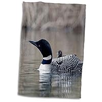 3D Rose British Columbia. Common Loon with Chick-Cn02 Csl0062-Charles Sleicher Hand/Sports Towel, 15 x 22