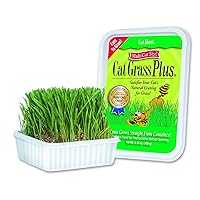 Cat-A'bout Cat Grass For Indoor Cats, 5.25 oz, Cat Grass Growing kit for all cats, Cat Grass Growing Kit Includes Potting Mix, Seeds, and Container