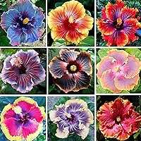 100+ Hibiscus Flower Mix Color Giant Exotic Coral Seeds for Planting - Fresh Perennial Exotic Plant Bonsai Seeds for Multi-Colored Hibiscus (Non-GMO)
