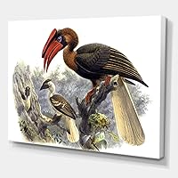 Vintage Australian Birds XI Traditional Canvas Wall Art, Brown, 32x24