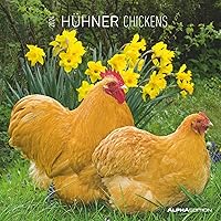 Chickens 2024 - Brochure Calendar 30 x 30 cm (30 x 60 Open) - Calendar with Space for Notes - Chickens - Picture Calendar - Wall Calendar - Chicken Calendar