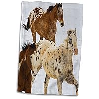 3D Rose USA-Wyoming-Shell-Big Horn Mountains-Horses-Us51 Teg0039-Terry Eggers Towel, 15