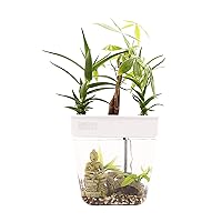 Indoor Hydroponic Garden - 3 Gallon Self Watering, Mess-Free Planter for Herbs, Microgreens, Bamboo, Succulents, and Houseplants, Green
