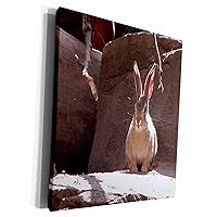 3dRose Beverly Turner Photography - Rabbit in the Sun - Museum Grade Canvas Wrap (cw_15219_1)