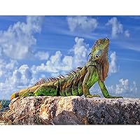 Lguana,Animals, Wild Reptiles,Natural Life,1000 Pieces of Adult Jigsaw Puzzle, Decoration, 30 * 20 inches