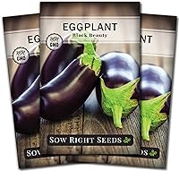 Black Beauty Eggplant Seed for Planting - Non-GMO Heirloom Packet with Instructions to Plant an Outdoor Home Vegetable Garden - Large Round Fruits, Deep Purple Variety (3)