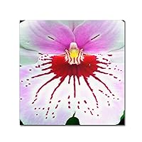 Mother Natures Imagination Orchid Art by Kurt Shaffer, 14 by 14-Inch Canvas Wall Art