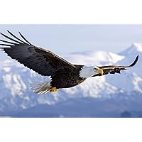 ABE American Bald Eagle 24x36 inch rolled wall poster