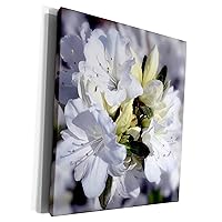 3dRose Cluster of White Azaleas with blur effect - Museum Grade Canvas Wrap (cw_182249_1)