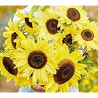 Lemon Queen Sunflower Seeds for Planting - Plant & Grow Yellow Sunflowers in Your Home Outdoor Garden | Heirloom Non GMO Seed Planting Packets with Full Instructions - Great Gardening Gift, 1 Packet