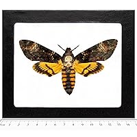 Acherontia atropos REAL FRAMED SILENCE OF THE LAMBS DEATH'S HEAD MOTH (White Background)