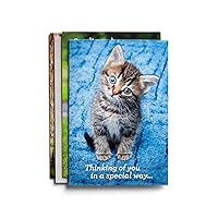 DaySpring - Get Well - Thinking of You - Whiskers & Paws - 4 Design Assortment with KJV Scripture -12 Boxed Cards & Envelopes