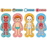 Human Body Bulletin Board Set Human Body Educational Learning Posters 11*24 inch Classroom Decor for Teachers Body Parts Learning Chart for School Classroom Bulletin Board Office Decoration