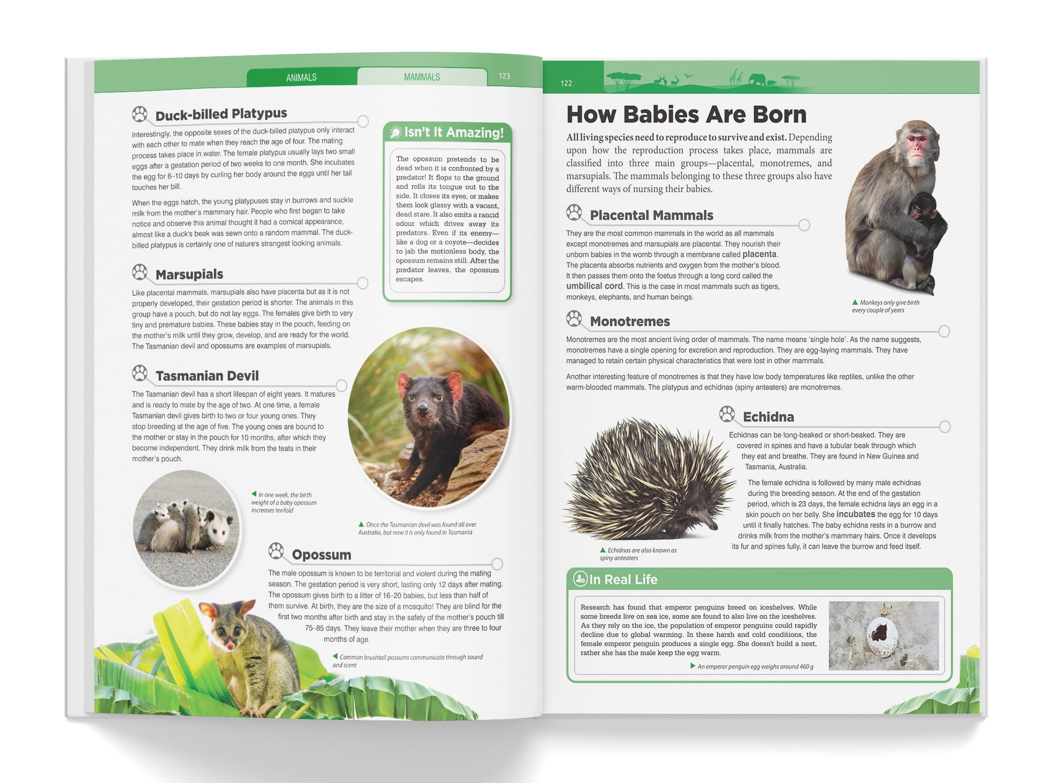 Knowledge Encyclopedia - Animals