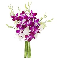KaBloom PRIME NEXT DAY DELIVERY - Mother’s Day Collection - Exotic Opal Orchid Bouquet of Purple and White Orchids .Gift for Birthday, Anniversary,Thank You, Valentine, Mother’s Day Fresh Flowers