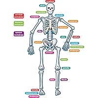 Teacher Created Resources - 77241 Human Skeleton Magnetic Accents 33