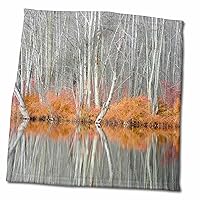 3dRose USA, New York State. Bare Trees and Ferns, Beaver Lake Nature Center. - Towels (twl-331825-3)