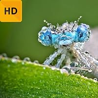 Best Dragonfly HD FREE Wallpaper