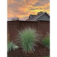 Maiden Grass Morning Light Plants | 5 Live Seedlings | Miscanthus Sinensis | Perfect for Outdoor Landscaping | Hardy & Elegant Lush Ornamental Grass