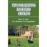Tips For Keeping Backyard Chickens: How To Care For Chickens To Laying Hens