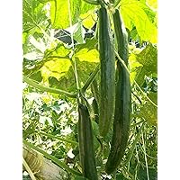 Japanese Long Cucumber