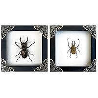 2 Real Framed Beetles Handmade Shadow Box Vietnam Insect White Wood Frame Unique Taxidermy Collectables Tabletop Wall Art Decoration Artwork Home Decor Reading Gallery Bedroom K12-52TR57TR