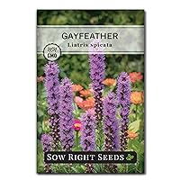 Sow Right Seeds - Gayfeather Liatris Spicata Flower Seed for Planting - Beautiful Flowers to Plant in Your Garden - Non-GMO Heirloom Seeds - Blooms Attract Bees and Butterflies - Great Gift (1)