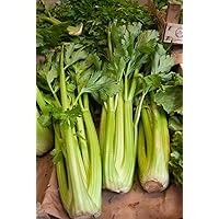 Golden Pascal Celery 3000+ Seeds ~ Heirloom Annual Garden Vegetable 778mg