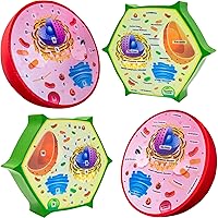 Animal & Plant Cell Cross Sectional Foam Models Bundle | Great for Classroom Learning, Teaching & STEM Kits | Clearly Labeled Organelles | Useful for Biology, Anatomy & Scie