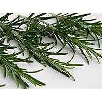 Rosemary Herb Seeds,50 Count 