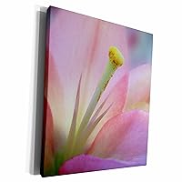 3dRose Doreen Erhardt Floral - Pink Lily - Museum Grade Canvas Wrap (cw_15439_1)