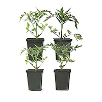 Live, Easy to Grow, Early Girl Tomato, 4-inch Tomatoes - Live Tomato Plant (Set of 4), Red