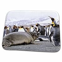 3dRose Wildlife, Elephant Seal pup, colony of King Penguins -... - Dish Drying Mats (ddm-132228-1)