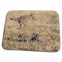 3dRose Greater Prairie Chickens males fighting, Prairie Ridge,... - Dish Drying Mats (ddm-279003-1)