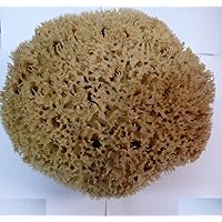 XXXL Honeycomb Sea Sponge 11''= 28.5cm Greek Luxurious- Special