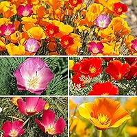 3000+ California Poppy Flower Seeds - Red Purple Orange Corn Poppy Seeds for Planting, 3 Packs of Perennial Wildflower Multi color Poppy
