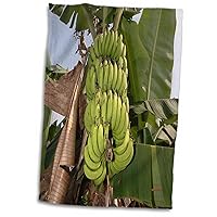 3dRose Asia, Vietnam. Green Bananas on The Tree, Can THO Towel, 15