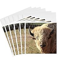Greeting Cards - White buffalo wildlife, Santa Fe, New Mexico - US32 JMR0089 - Julien McRoberts - 6 Pack - Wildlife