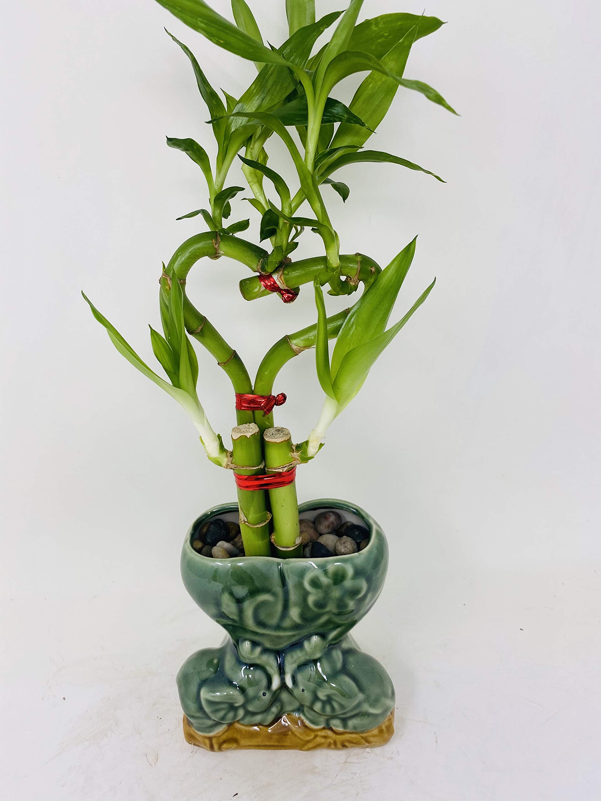 jmbamboo-live Love Heart Style Lucky Bamboo Arrange w/ceramic Vase