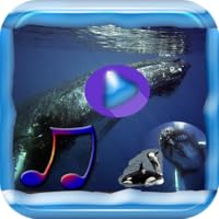 Sleeping Whale Song